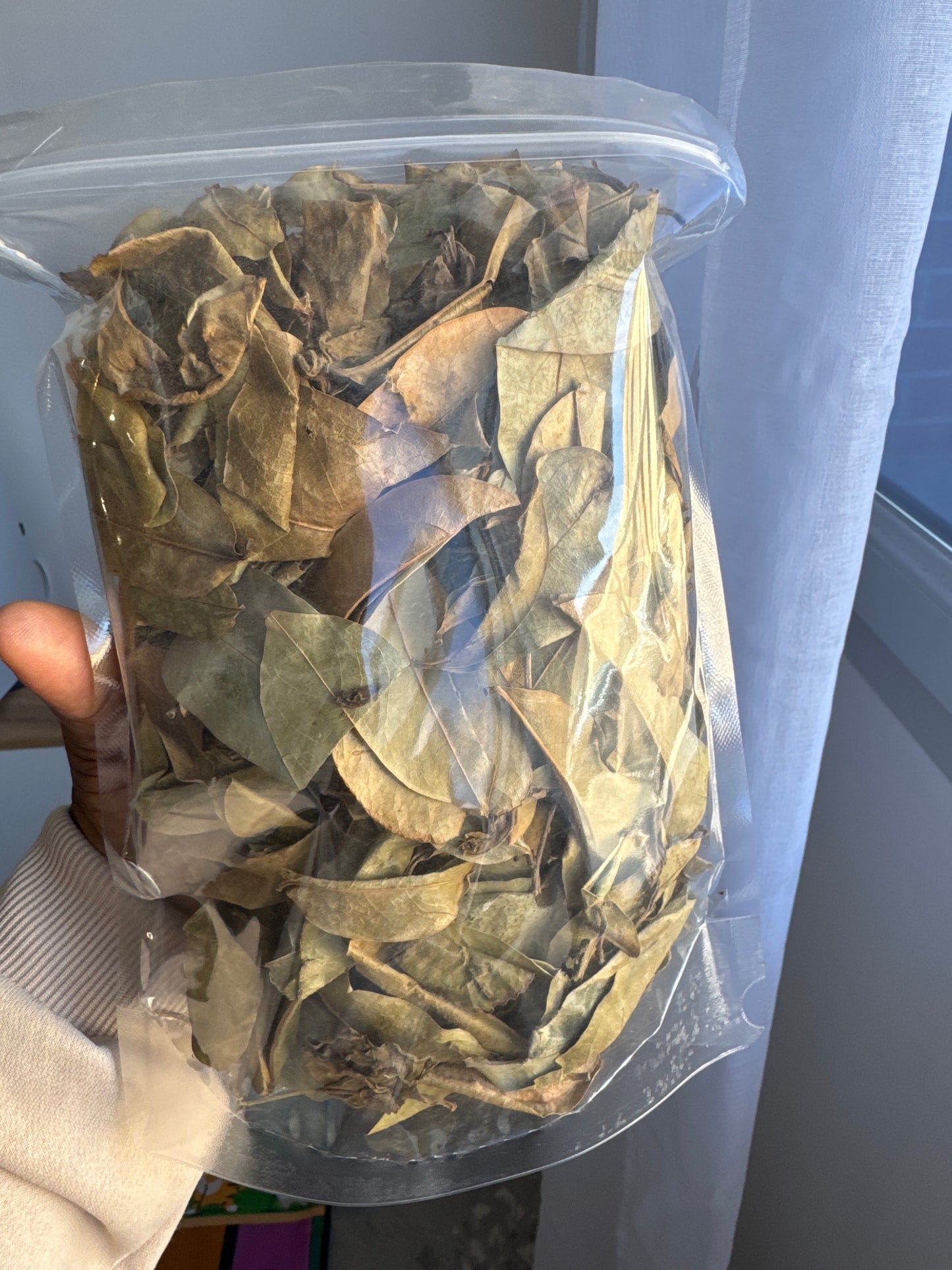 Feuille de corossol séché
