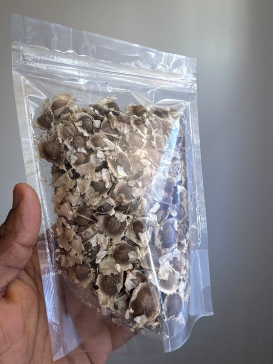 Graine de Moringa