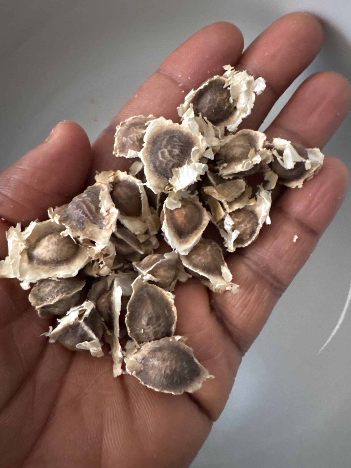Graine de Moringa